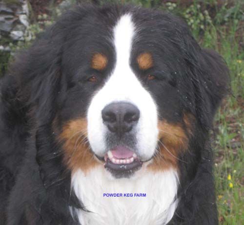 Bernese marlon